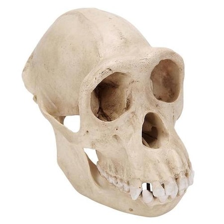 Chimpanzee Skull, F., Replica